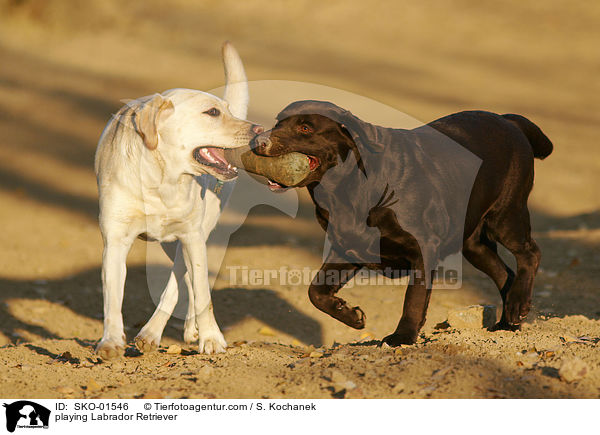 spielende Labrador Retriever / playing Labrador Retriever / SKO-01546