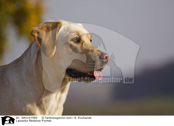 Labrador Retriever Portrait / Labrador Retriever Portrait / SKO-01560