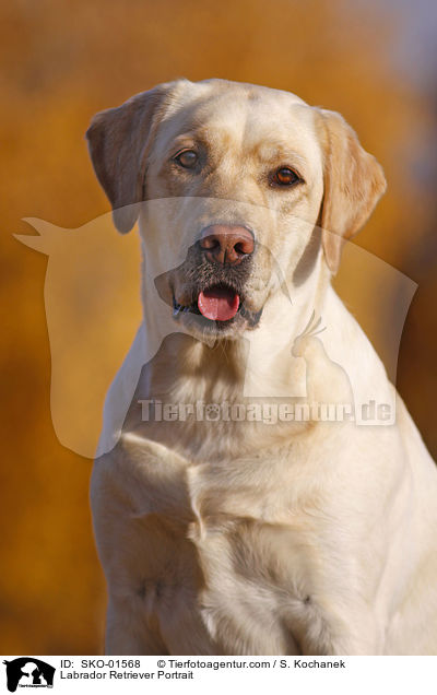 Labrador Retriever Portrait / Labrador Retriever Portrait / SKO-01568