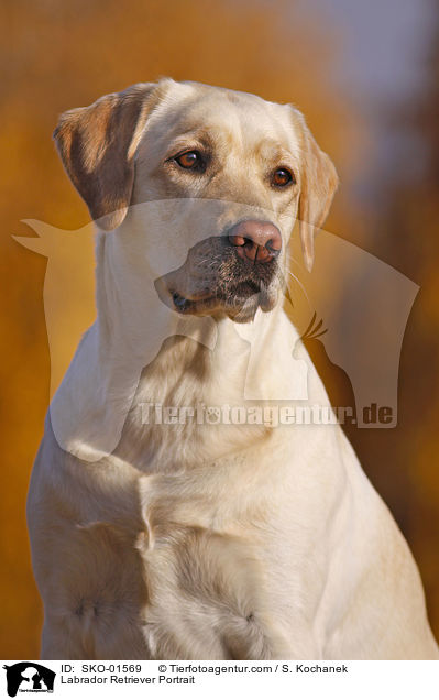 Labrador Retriever Portrait / Labrador Retriever Portrait / SKO-01569