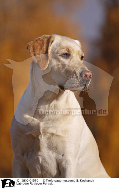 Labrador Retriever Portrait / Labrador Retriever Portrait / SKO-01570