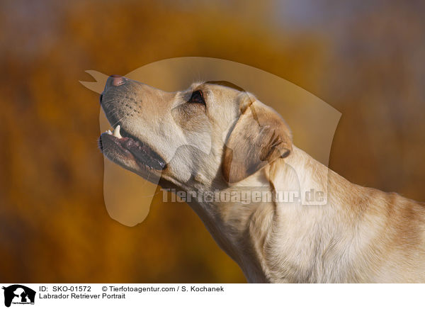 Labrador Retriever Portrait / Labrador Retriever Portrait / SKO-01572