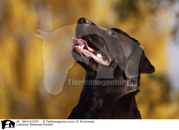 Labrador Retriever Portrait / Labrador Retriever Portrait / SKO-01576