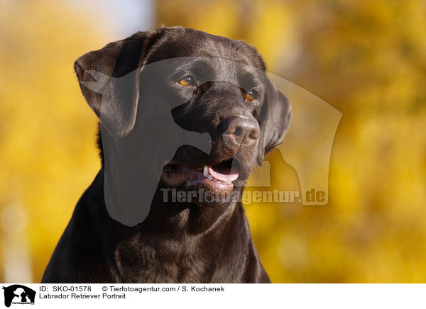 Labrador Retriever Portrait / Labrador Retriever Portrait / SKO-01578
