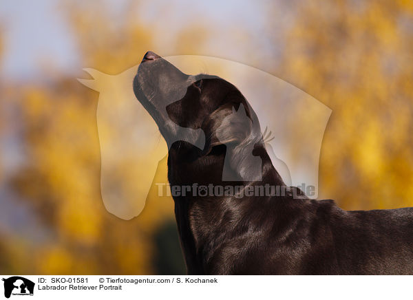 Labrador Retriever Portrait / Labrador Retriever Portrait / SKO-01581