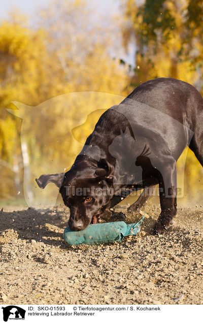 apportierender Labrador Retriever / retrieving Labrador Retriever / SKO-01593