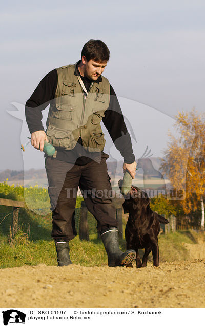 spielender Labrador Retriever / playing Labrador Retriever / SKO-01597