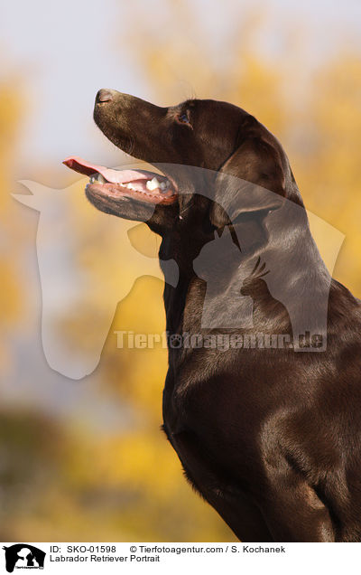 Labrador Retriever Portrait / Labrador Retriever Portrait / SKO-01598