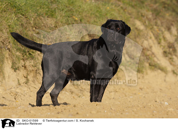 Labrador Retriever / Labrador Retriever / SKO-01599