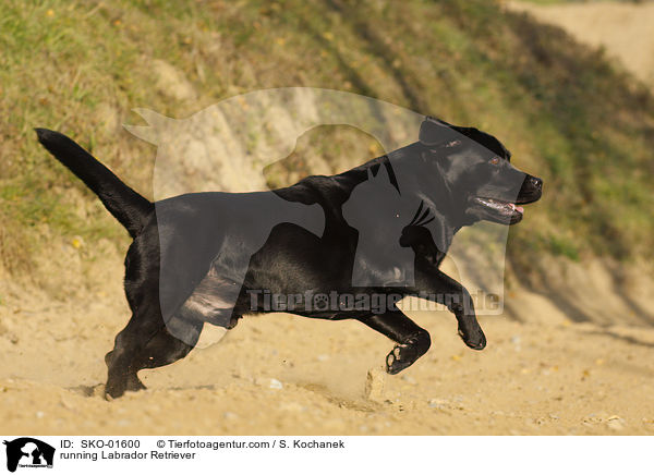rennender Labrador Retriever / running Labrador Retriever / SKO-01600