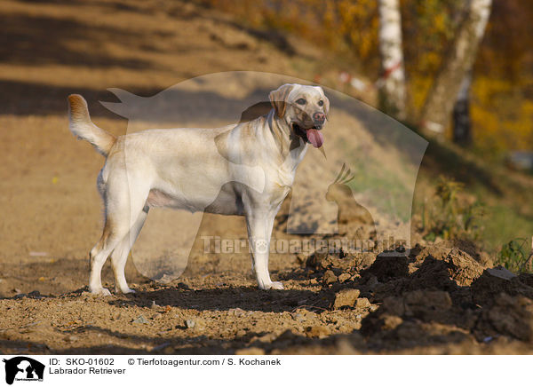 Labrador Retriever / Labrador Retriever / SKO-01602