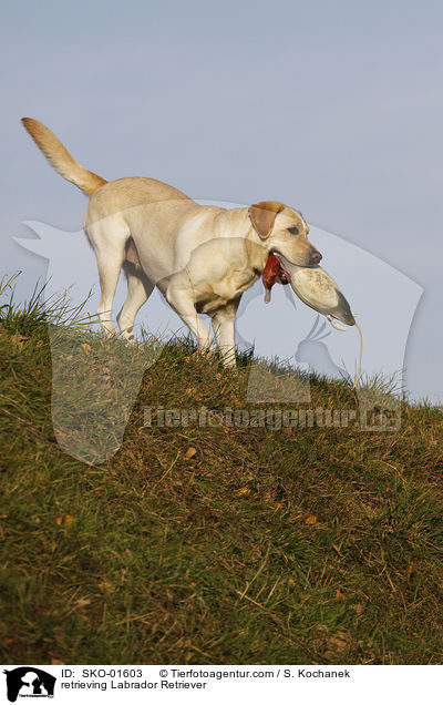 apportierender Labrador Retriever / retrieving Labrador Retriever / SKO-01603