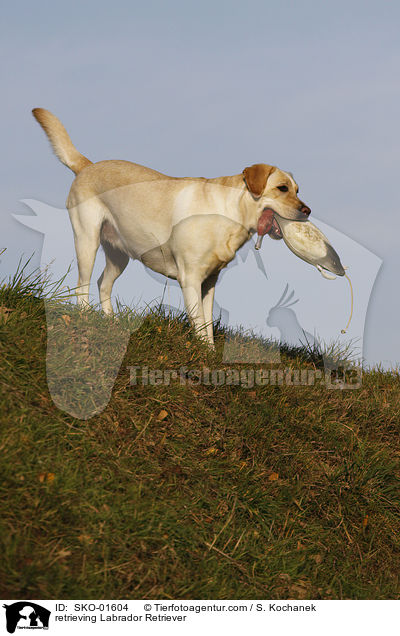 apportierender Labrador Retriever / retrieving Labrador Retriever / SKO-01604