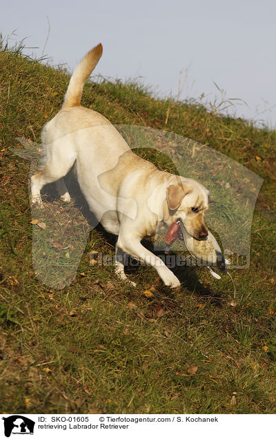 apportierender Labrador Retriever / retrieving Labrador Retriever / SKO-01605