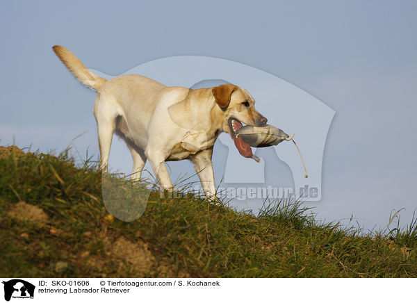 apportierender Labrador Retriever / retrieving Labrador Retriever / SKO-01606