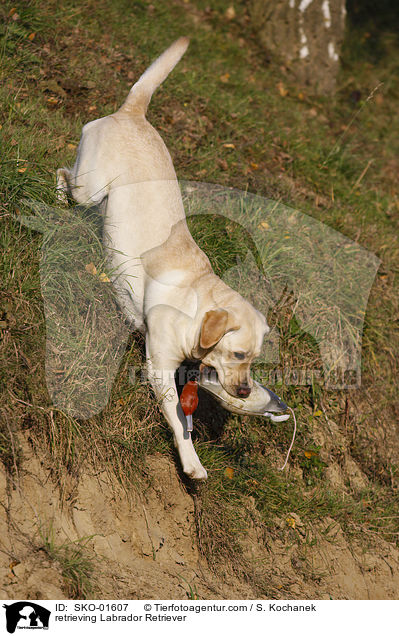 apportierender Labrador Retriever / retrieving Labrador Retriever / SKO-01607
