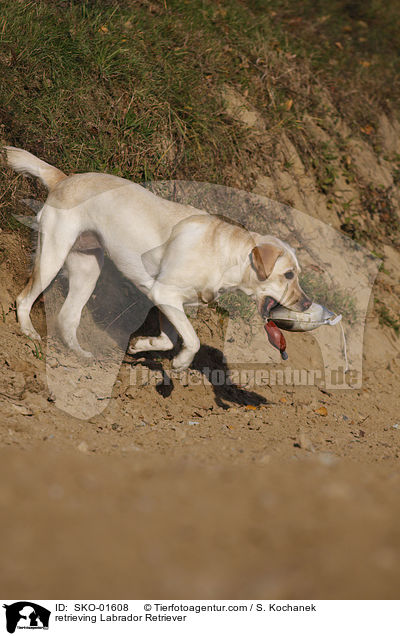 apportierender Labrador Retriever / retrieving Labrador Retriever / SKO-01608