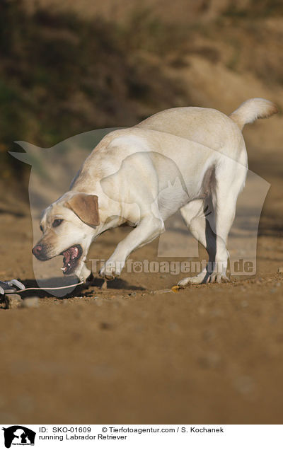 rennender Labrador Retriever / running Labrador Retriever / SKO-01609