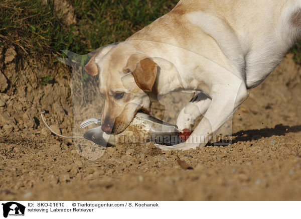 apportierender Labrador Retriever / retrieving Labrador Retriever / SKO-01610