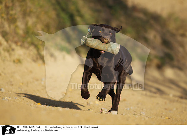 apportierender Labrador Retriever / retrieving Labrador Retriever / SKO-01624