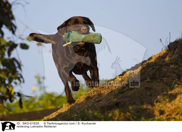 apportierender Labrador Retriever / retrieving Labrador Retriever / SKO-01628