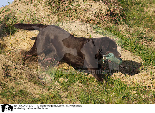 apportierender Labrador Retriever / retrieving Labrador Retriever / SKO-01630