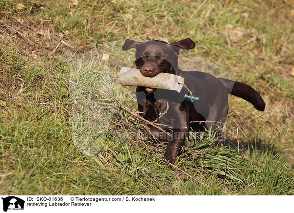 apportierender Labrador Retriever / retrieving Labrador Retriever / SKO-01636