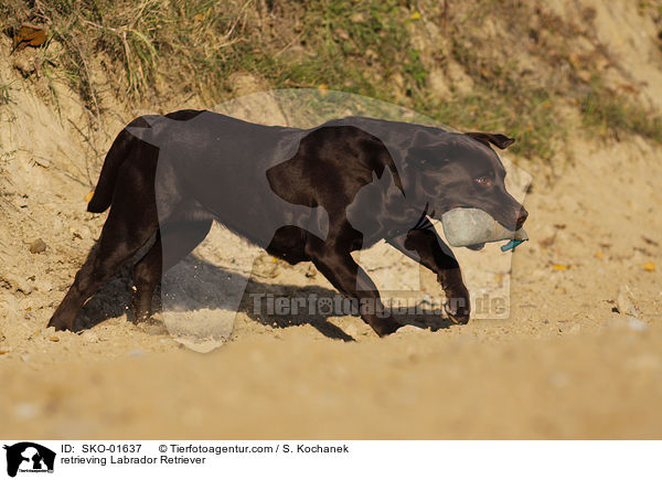 apportierender Labrador Retriever / retrieving Labrador Retriever / SKO-01637