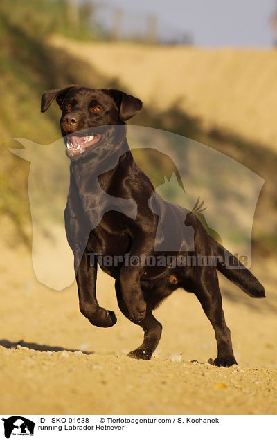 rennender Labrador Retriever / running Labrador Retriever / SKO-01638