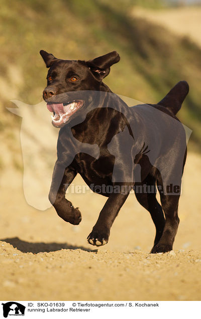 rennender Labrador Retriever / running Labrador Retriever / SKO-01639
