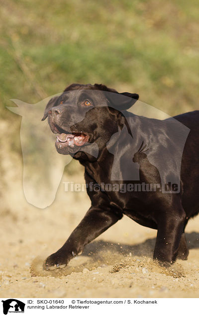 rennender Labrador Retriever / running Labrador Retriever / SKO-01640