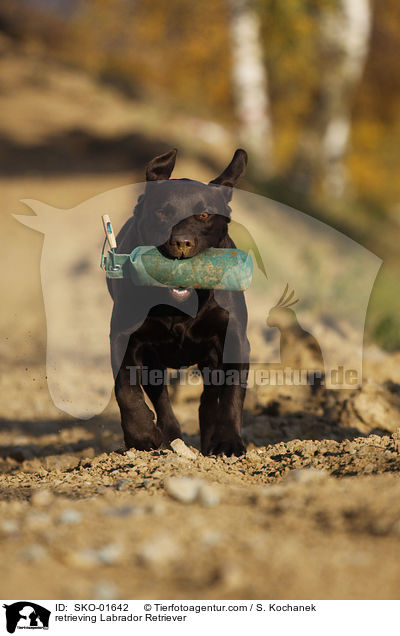 apportierender Labrador Retriever / retrieving Labrador Retriever / SKO-01642