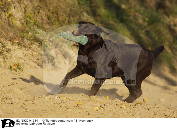 apportierender Labrador Retriever / retrieving Labrador Retriever / SKO-01644