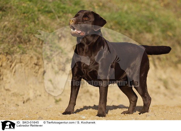 Labrador Retriever / Labrador Retriever / SKO-01645