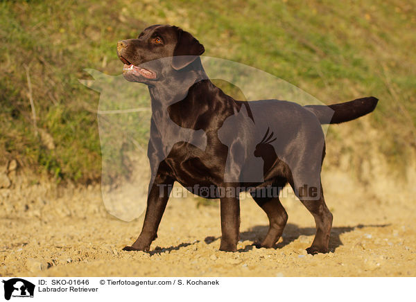 Labrador Retriever / Labrador Retriever / SKO-01646
