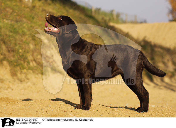 Labrador Retriever / Labrador Retriever / SKO-01647
