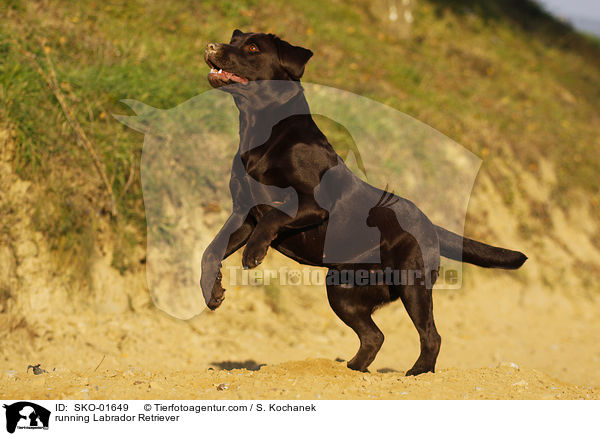 rennender Labrador Retriever / running Labrador Retriever / SKO-01649