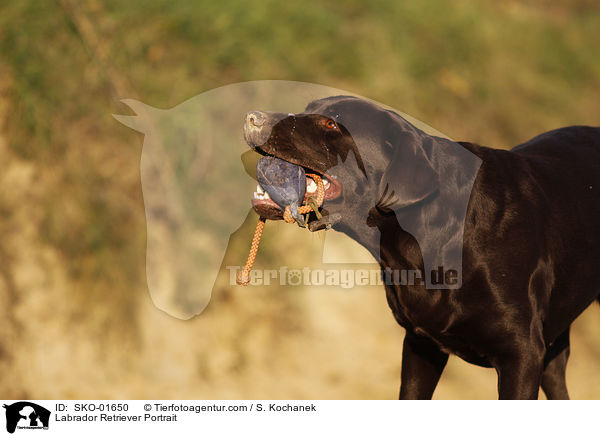 Labrador Retriever Portrait / Labrador Retriever Portrait / SKO-01650