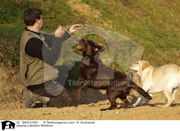 spielende Labrador Retriever / playing Labrador Retriever / SKO-01651