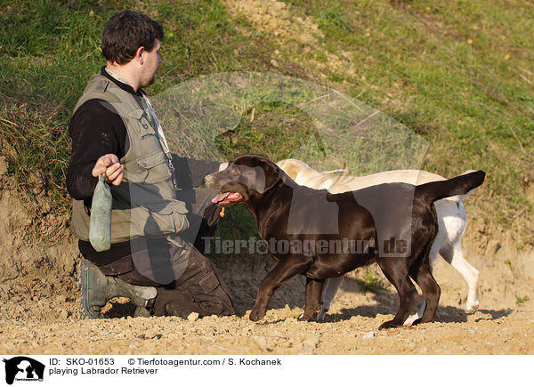 spielende Labrador Retriever / playing Labrador Retriever / SKO-01653