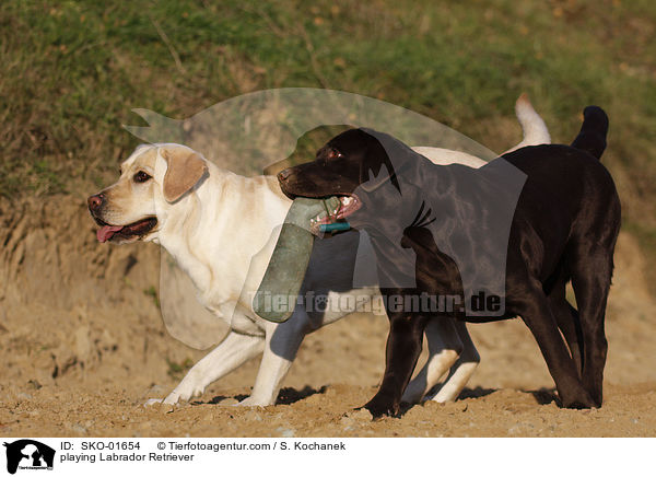 spielende Labrador Retriever / playing Labrador Retriever / SKO-01654