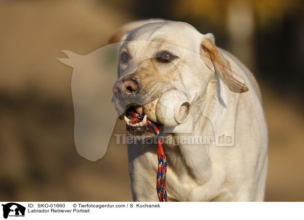 Labrador Retriever Portrait / Labrador Retriever Portrait / SKO-01660