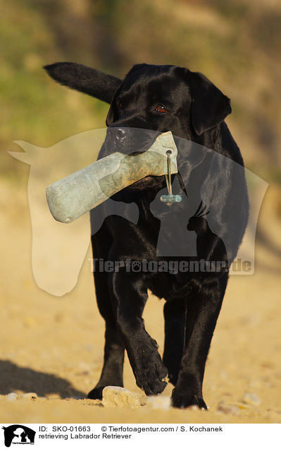apportierender Labrador Retriever / retrieving Labrador Retriever / SKO-01663