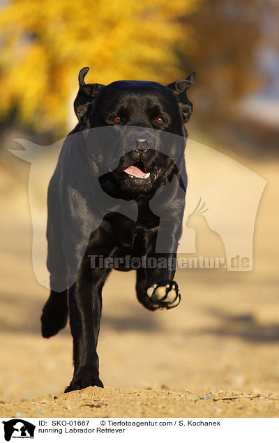 rennender Labrador Retriever / running Labrador Retriever / SKO-01667