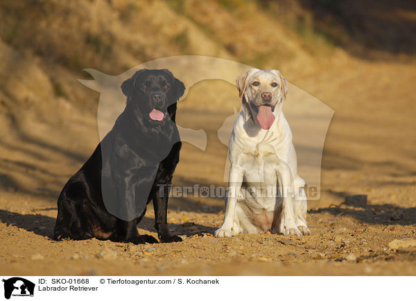 Labrador Retriever / Labrador Retriever / SKO-01668