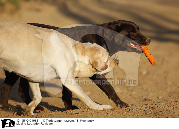spielende Labrador Retriever / playing Labrador Retriever / SKO-01683