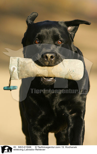 apportierender Labrador Retriever / retrieving Labrador Retriever / SKO-01688