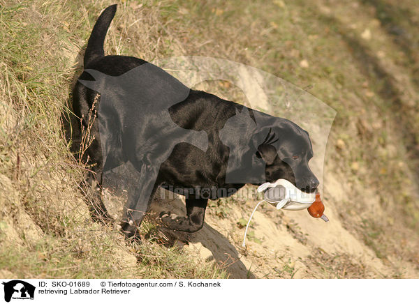 apportierender Labrador Retriever / retrieving Labrador Retriever / SKO-01689