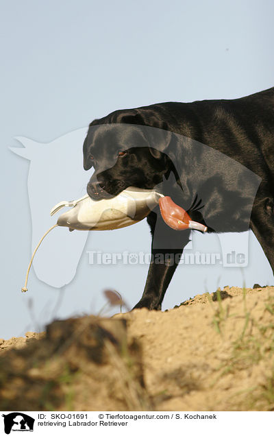 apportierender Labrador Retriever / retrieving Labrador Retriever / SKO-01691