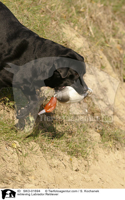 apportierender Labrador Retriever / retrieving Labrador Retriever / SKO-01694